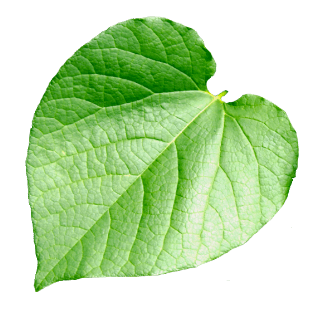 Kava leaf