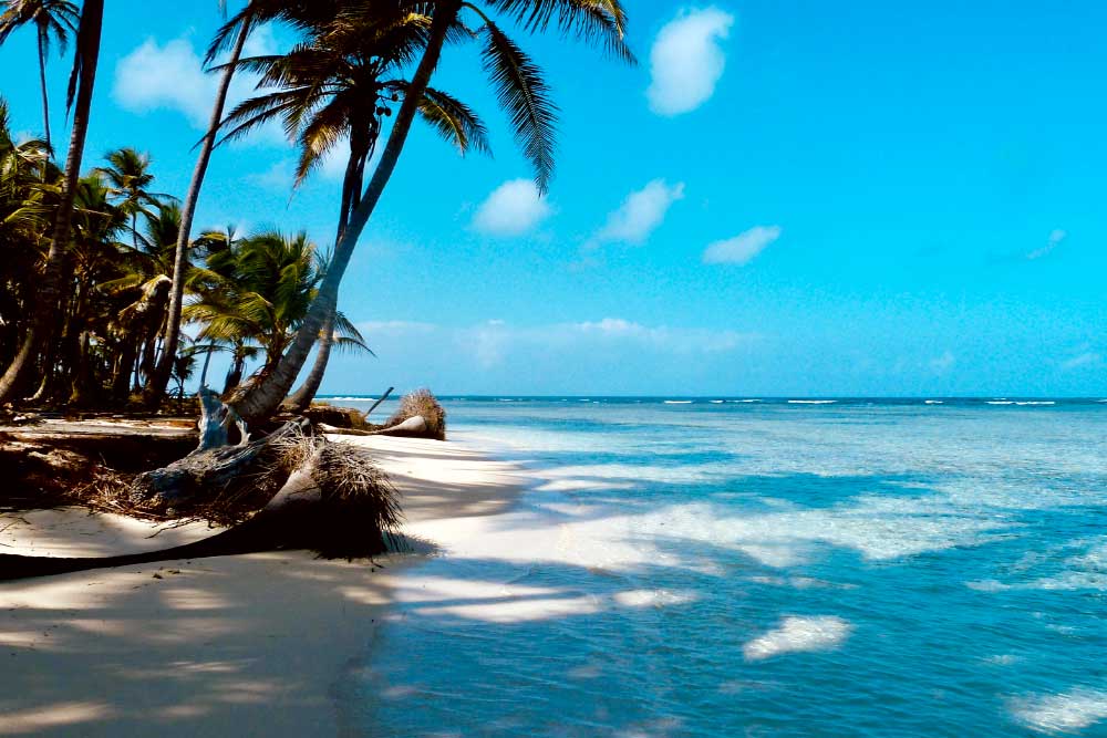 Tropical beach with palm trees and azure water on the Solomon Islands