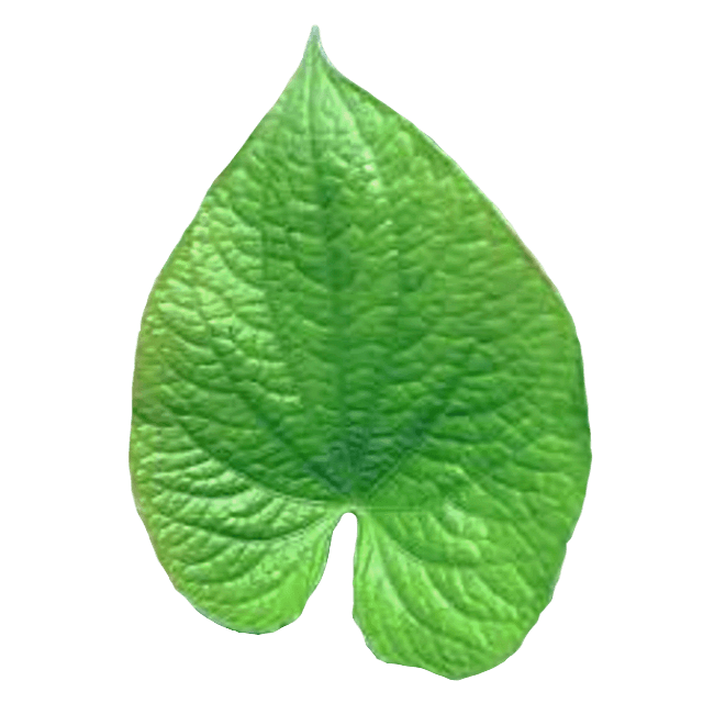 Kava Leaf